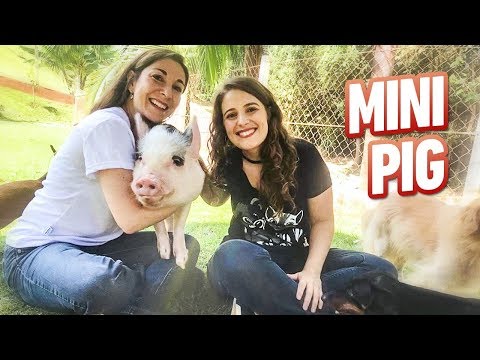 Vídeo: Como Cuidar De Um Mini Porco