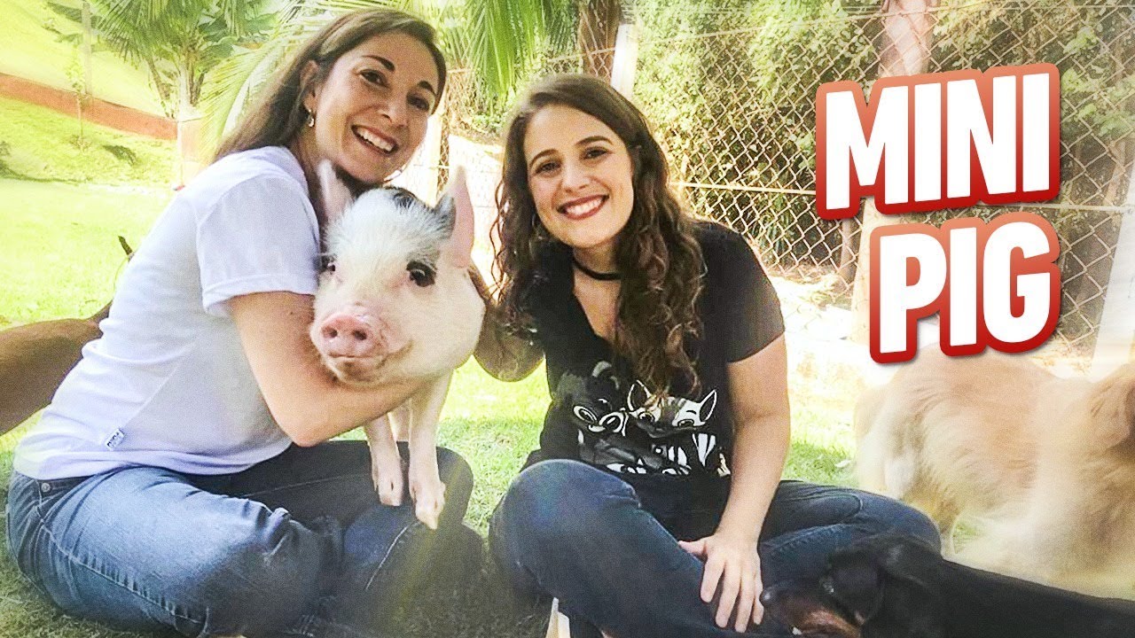 Como cuidar de mini pig