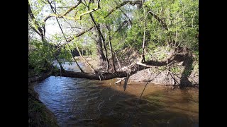 ЗАБРАЛСЯ В САМУЮ ГЛУШЬ ЛЕСНОЙ РЕЧКИ. БЕШЕНЫЙ КЛЁВ ВЕСЕННЕГО КАРАСЯ.