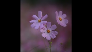 إِنَّ ٱللَّهَ وَمَلَـٰۤىِٕكَتَهُۥ یُصَلُّونَ عَلَى ٱلنَّبِیِّۚ - القارئ رضا علي