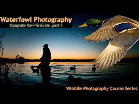 Waterfowl Photography Part 1   Wild Photo Adventures