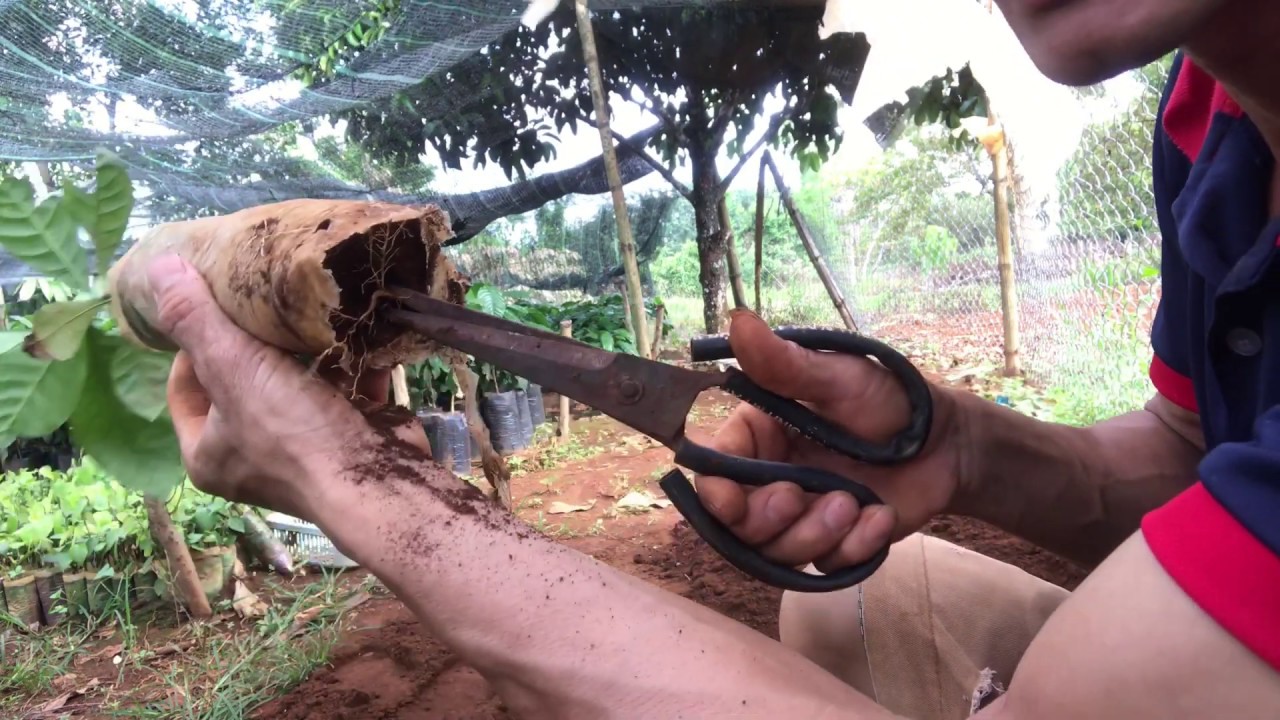 Cách chọn cây , cắt hai rễ, trồng không đóng váng,cho cây cà phê trồng mới