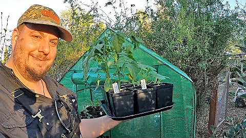 Heating a Mini Walk-in Greenhouse for Pennies a Day! AMAZING RESULTS SHARED!!