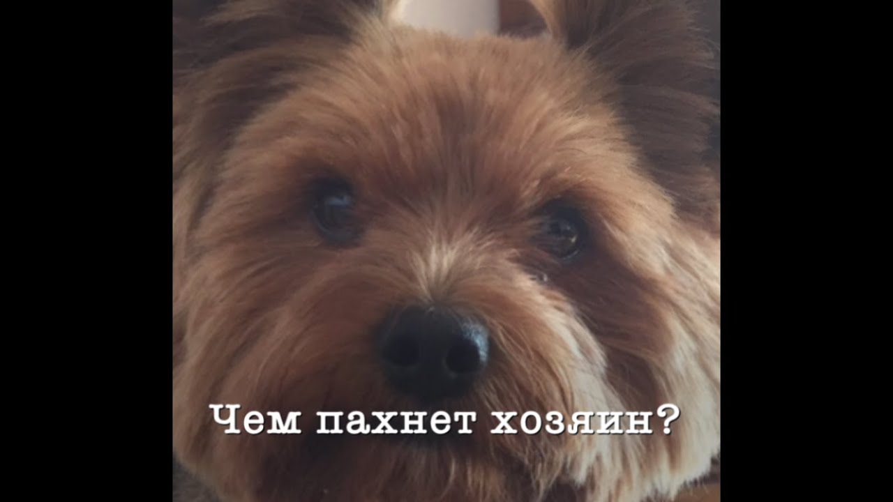 довольная собака. запах собаки. собачий запах. запах псины. какие запахи не любят собаки.