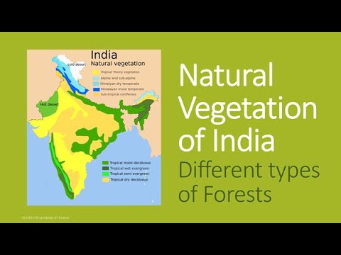 What is Natural Vegetation? Different types of forests in India ...