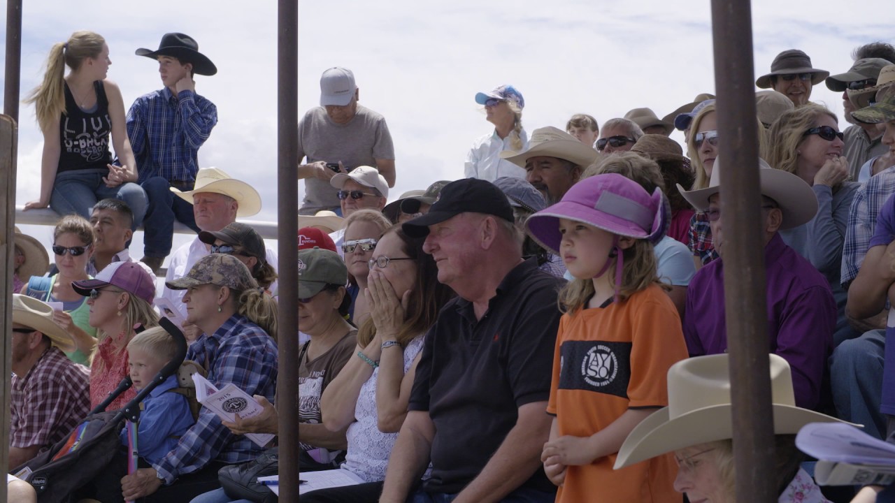 Babbitt Ranches Annual Colt Sale - YouTube