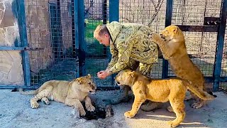 Классно! Наших Золотых Львят Знакомят С Новой Девочкой, Асада Вся Изревновалась!