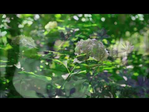 雨の物語 / イルカ       6月アジサイの季節