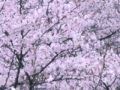 花のまち