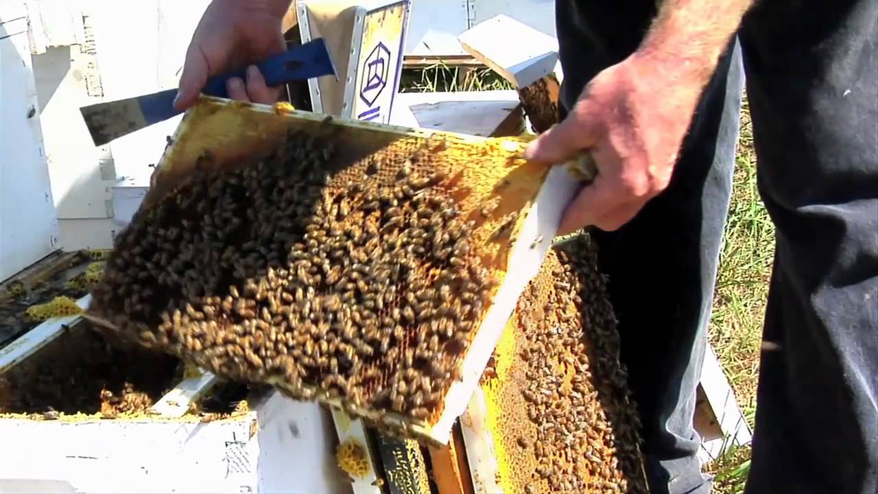 The extinction of bees and the making of honey - YouTube