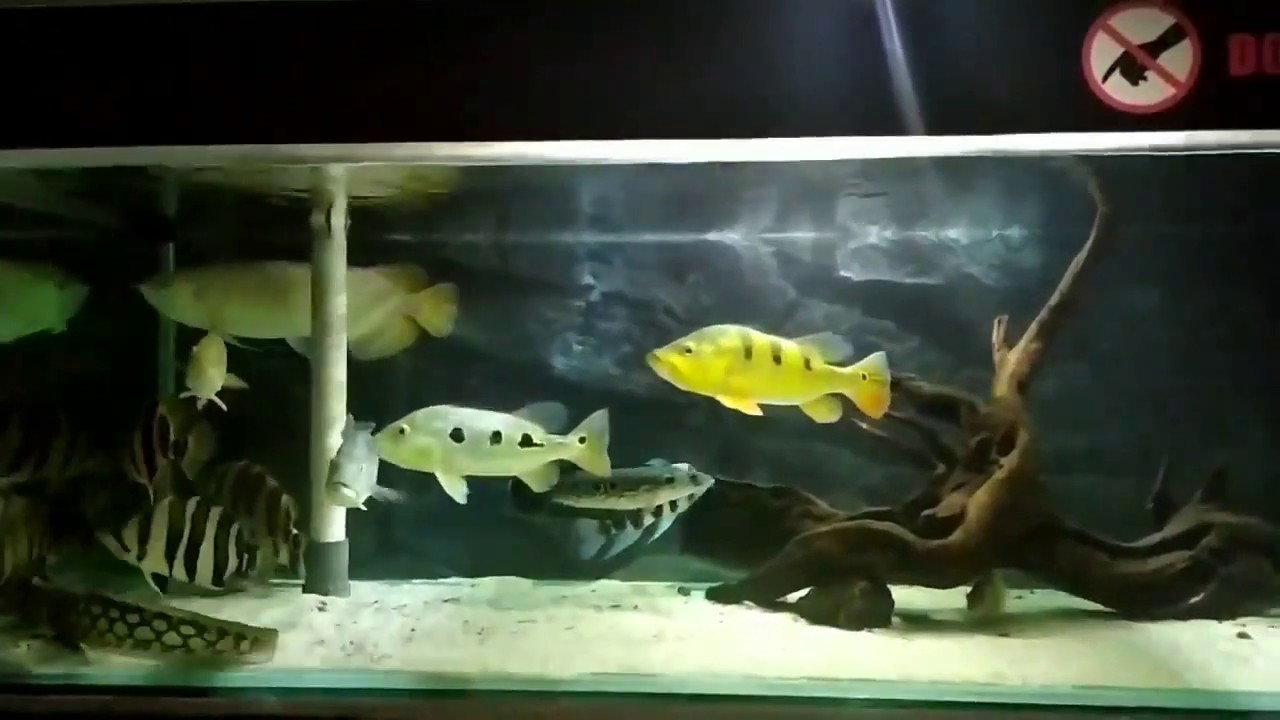 Ikan predator dalam  satu tang Bikin adem rumah  YouTube