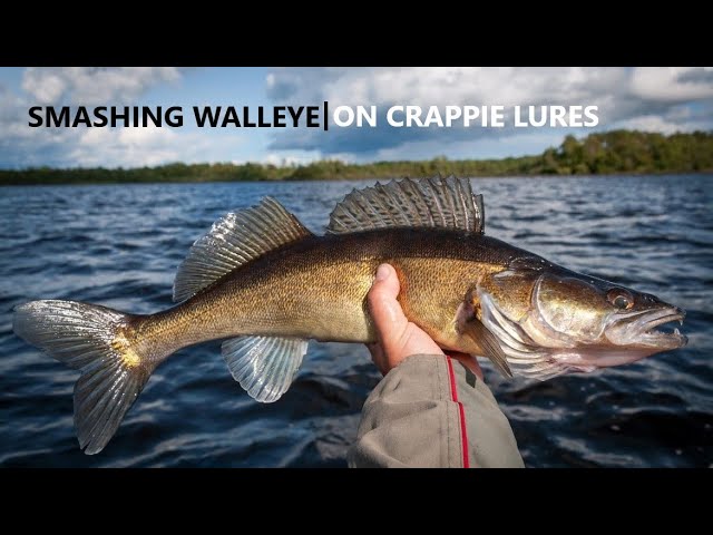 Locating and Catching Big Colorado Walleye 