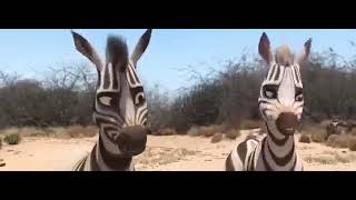 Cesur Zebranın Macerası Eğlenceli Animasyon Türkçe Dublaj