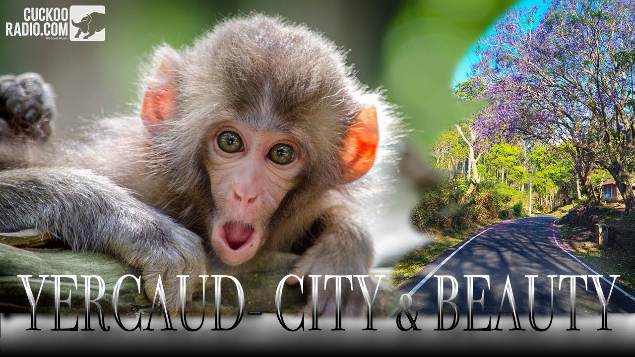 YERCAUD | CITY | TOUR | TOP 10 tourist spot in yercaud | POOR MANS OOTY