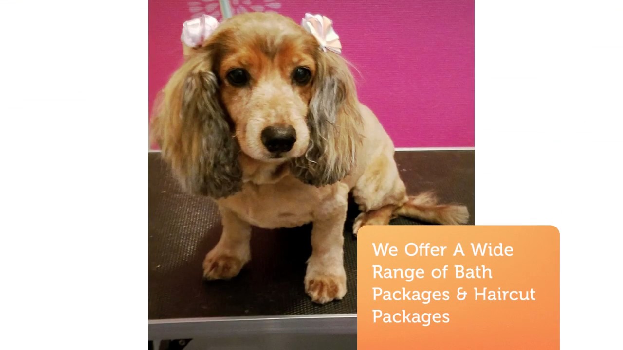 Top Dog Grooming Pearland  Check it out now 