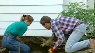 Tree planting, shrubs and beds to landscaping