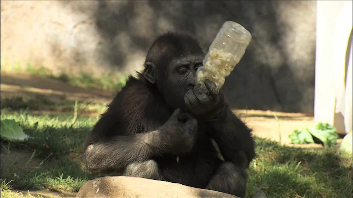 Baby Gorilla Enjoys Birthday Treats & Wrestling