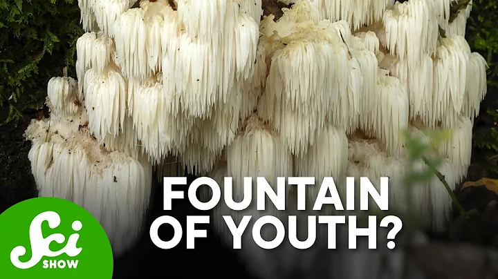 Unlocking the Power of Lion's Mane Mushrooms for Brain Health