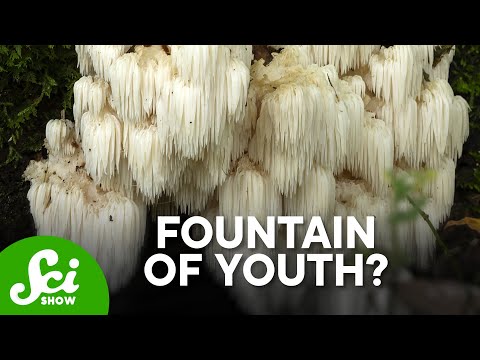 Video: Learn About Bearded Tooth Mushrooms: Bearded Tooth Fungus Habitat And Information