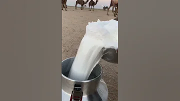 البدو السعودية 