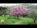 Sounds of spring - Birds singing in the morning - Studying sleep meditation