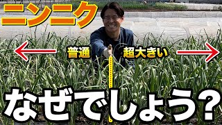 【絶対見て】ニンニク栽培をしていてここまで大きさに差が出ている理由について解説します。