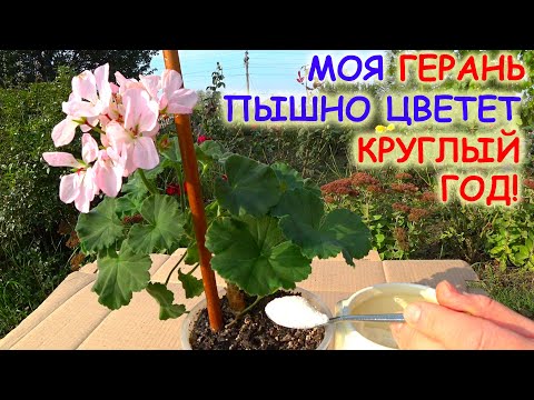 ГЕРАНЬ будет цвести ПЫШНО КРУГЛЫЙ ГОД! Вот простое СРЕДСТВО!