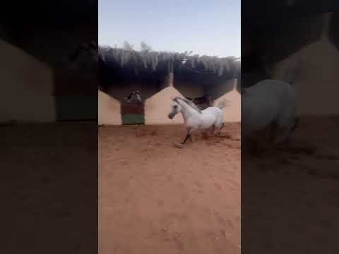 فكيت الفحول في المربط شوفو وش صار