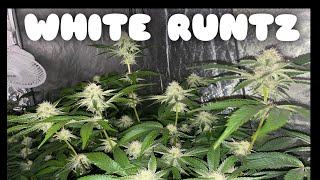 White Runtz Week 4 Of Flower