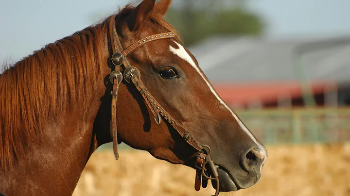 Animal Sounds for Children (20 Amazing Animals)