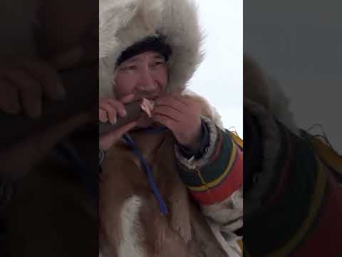 🤔 Как народы севера защищаются от холода #ямал #крайнийсевер #интересно