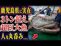 【ゆっくり解説】鹿児島県に実在する3トン超えの超巨大魚...人を簡単に丸吞み...日本に実在するヤバい怪魚5選【巨大生物】
