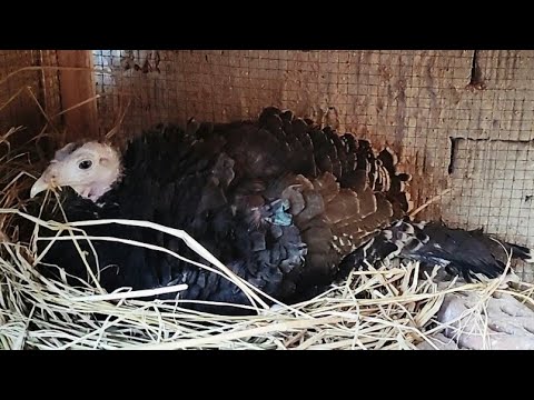 اهم تفاصيل تخلي الرومي يرقد على البيض بافضل طريقه