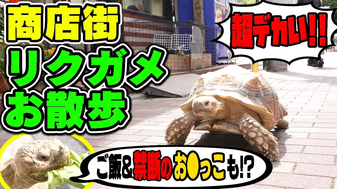 Walking with tortoise in Tokyo African spurred tortoise ASMR - YouTube