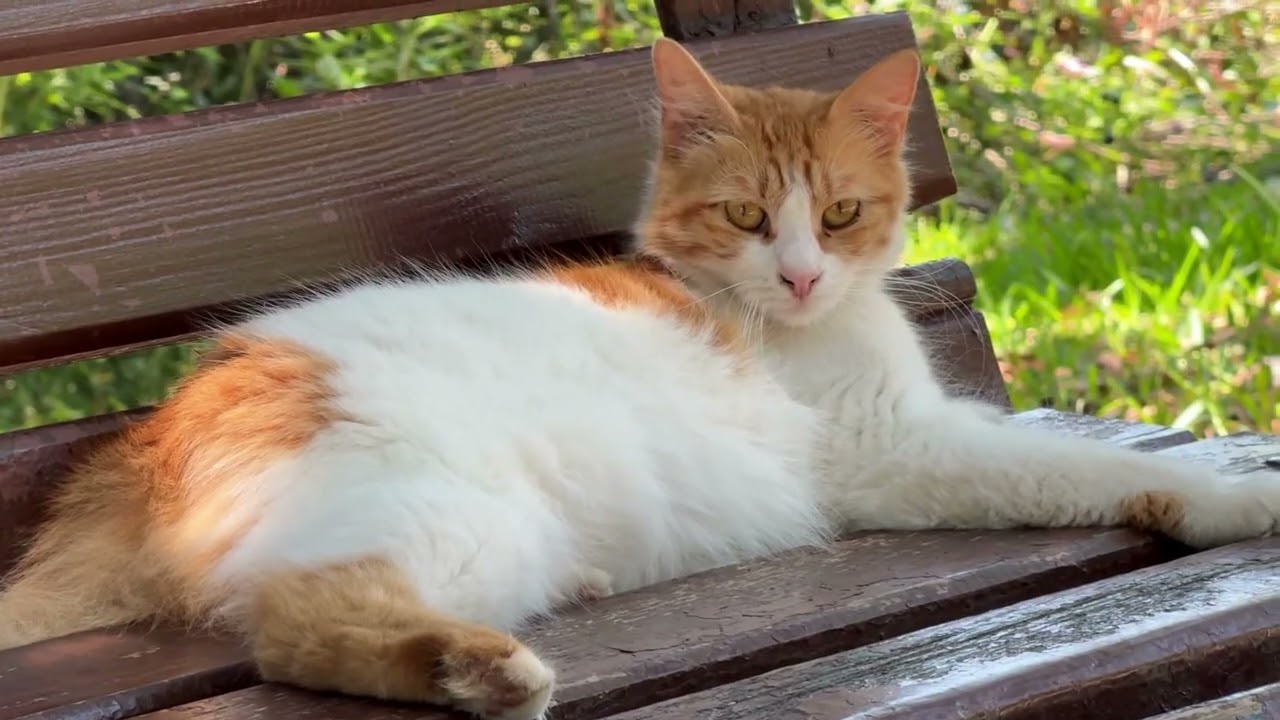 Pleasant Sound of a Flowing Stream, the Whispers of Small Birds