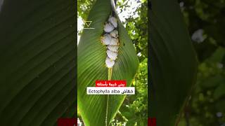 خفاش يبني خيمة بأسنانه Ectophylla alba