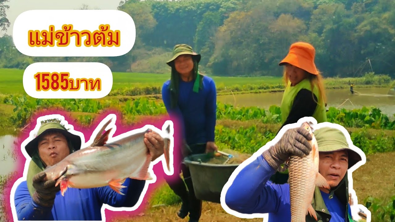 ยกยอแม่ข้าวต้มบัตรราคา1585บาทม่วนๆหมานๆครับ