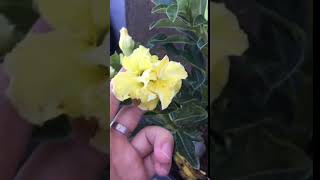 Mays Garden Seed - Adenium Yellow Multi Petals