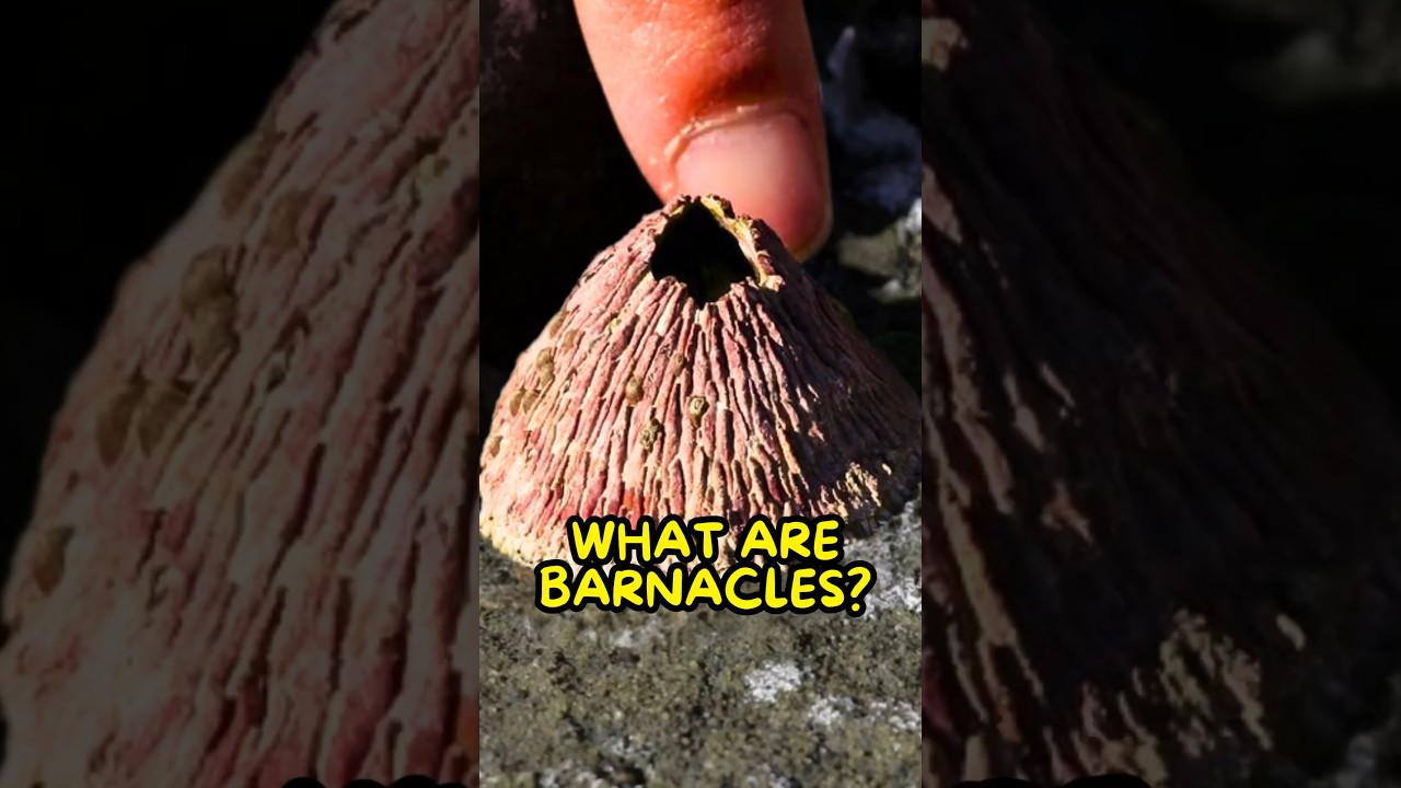 Barnacles Aren&rsquo;t What You Think🫣