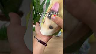 Wait for it 😭​❤️​ #dogs #dogloss #dogsoftiktikok #giftideas #pets