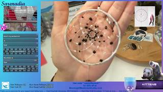 Sarenadia - 24 May 2018 Dreamcatcher with Spotted Woodpecker Feathers