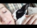 Rabbit politely asking to be pet