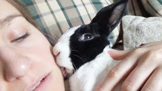 Rabbit politely asking to be pet