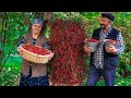 Free red hawthorn berries from nature how to collect and cook them