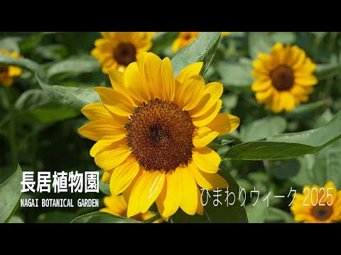 長居植物園 | ひまわりウィーク2025🌻 | NAGAI BOTANICAL GARDEN