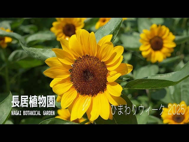 長居植物園 | ひまわりウィーク2025🌻 | NAGAI BOTANICAL GARDEN