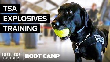 What TSA Airport Dogs Go Through In Explosives Training | Boot Camp
