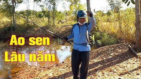 Câu rê cá lóc ở ao sen lâu năm cùng chú Dũng | Quang Hưng Vlog