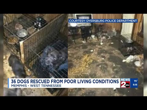 36 dogs rescued