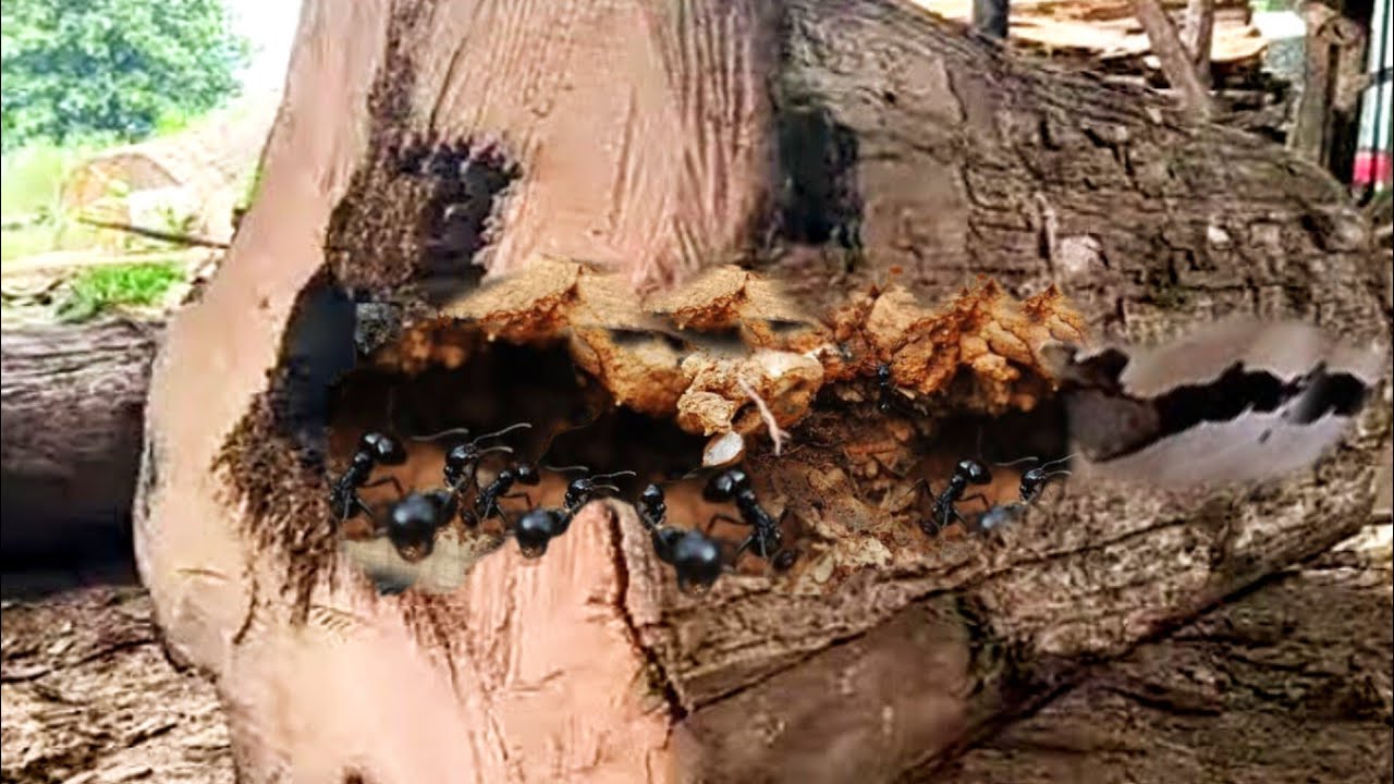 Extreme Old Wood Cutting Sawmill Machines Amazing You Must See - YouTube
